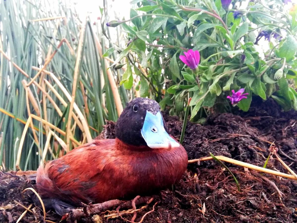Uros Suma Jakana Lodge Puno Eksteriør bilde