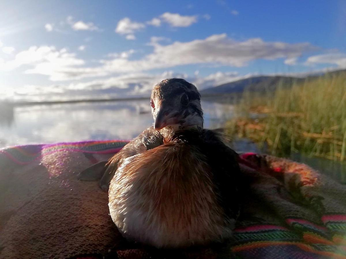 Uros Suma Jakana Lodge Puno Eksteriør bilde